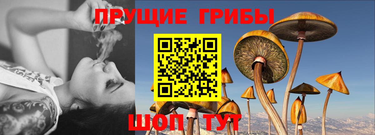 закладка  Вход с VPN  Холмск  Галлюциногенные грибы Cubensis 